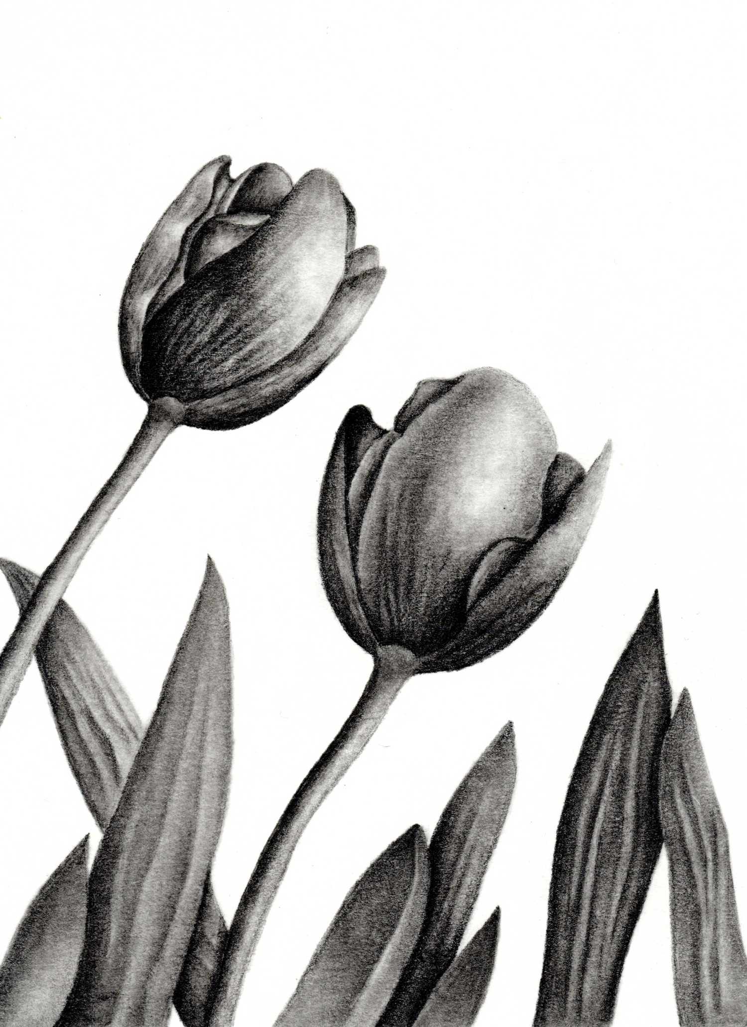 Art Prints